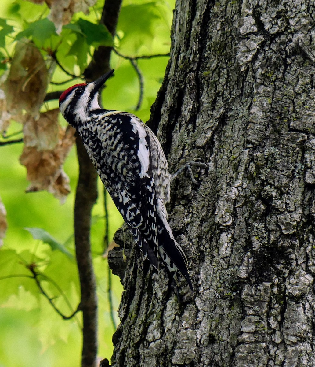 Yellow-bellied Sapsucker - Cécile Charlton