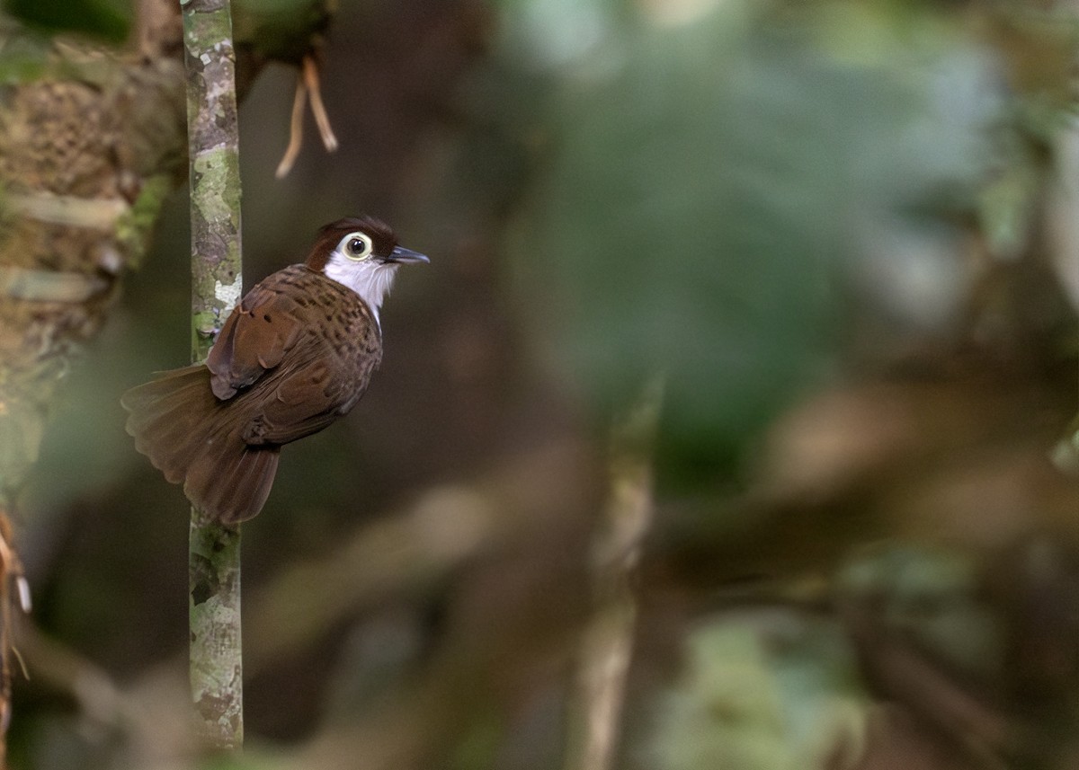 White-breasted Antbird - ML618826699