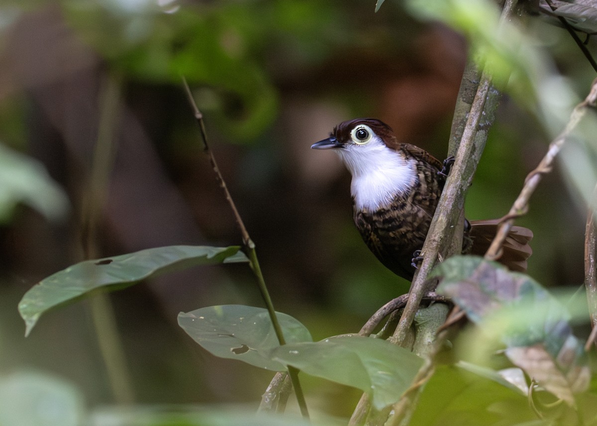 White-breasted Antbird - ML618826701