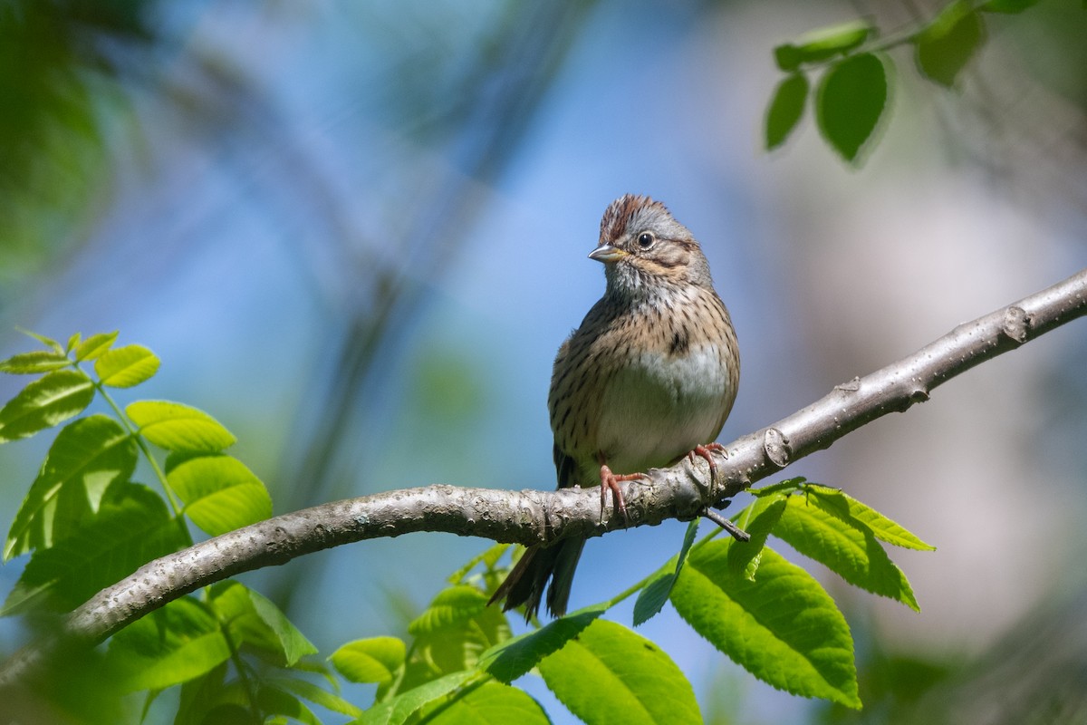 Lincoln's Sparrow - Steve Rappaport