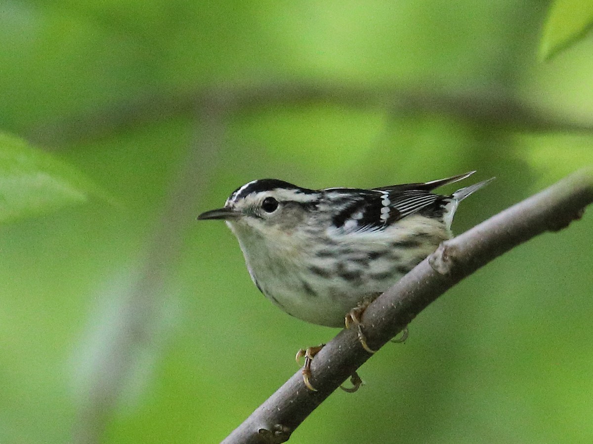 Black-and-white Warbler - ML618826790