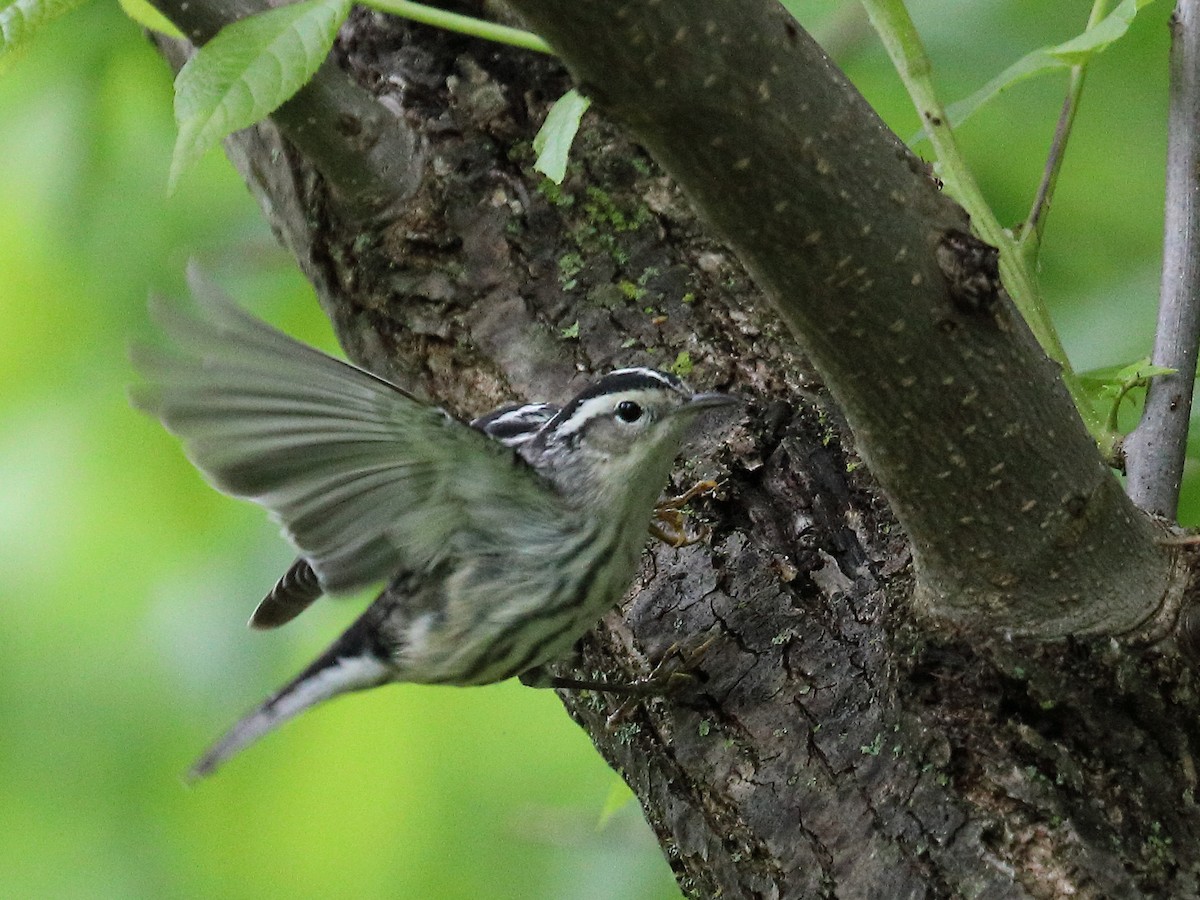 Black-and-white Warbler - ML618826791