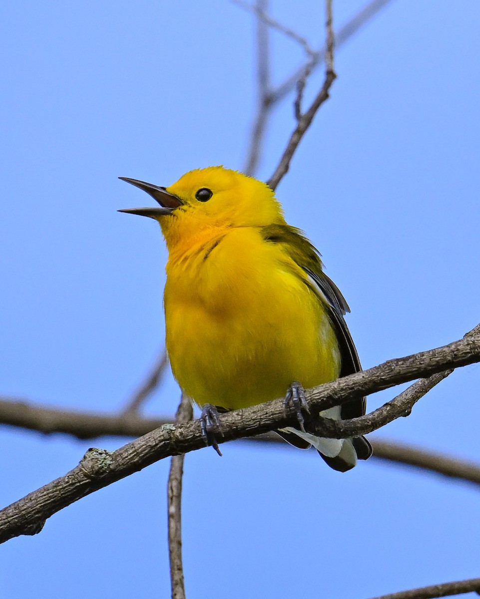 Prothonotary Warbler - ML618826820