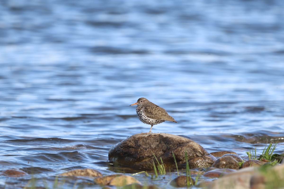 Spotted Sandpiper - Laurie Brewster