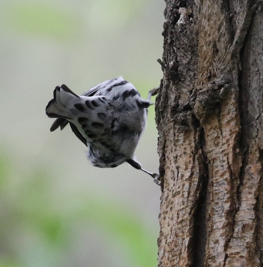 Black-and-white Warbler - ML618826861