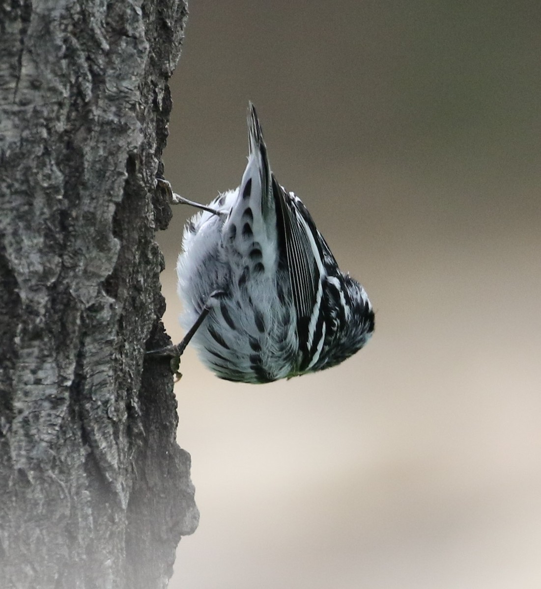 Black-and-white Warbler - ML618826862