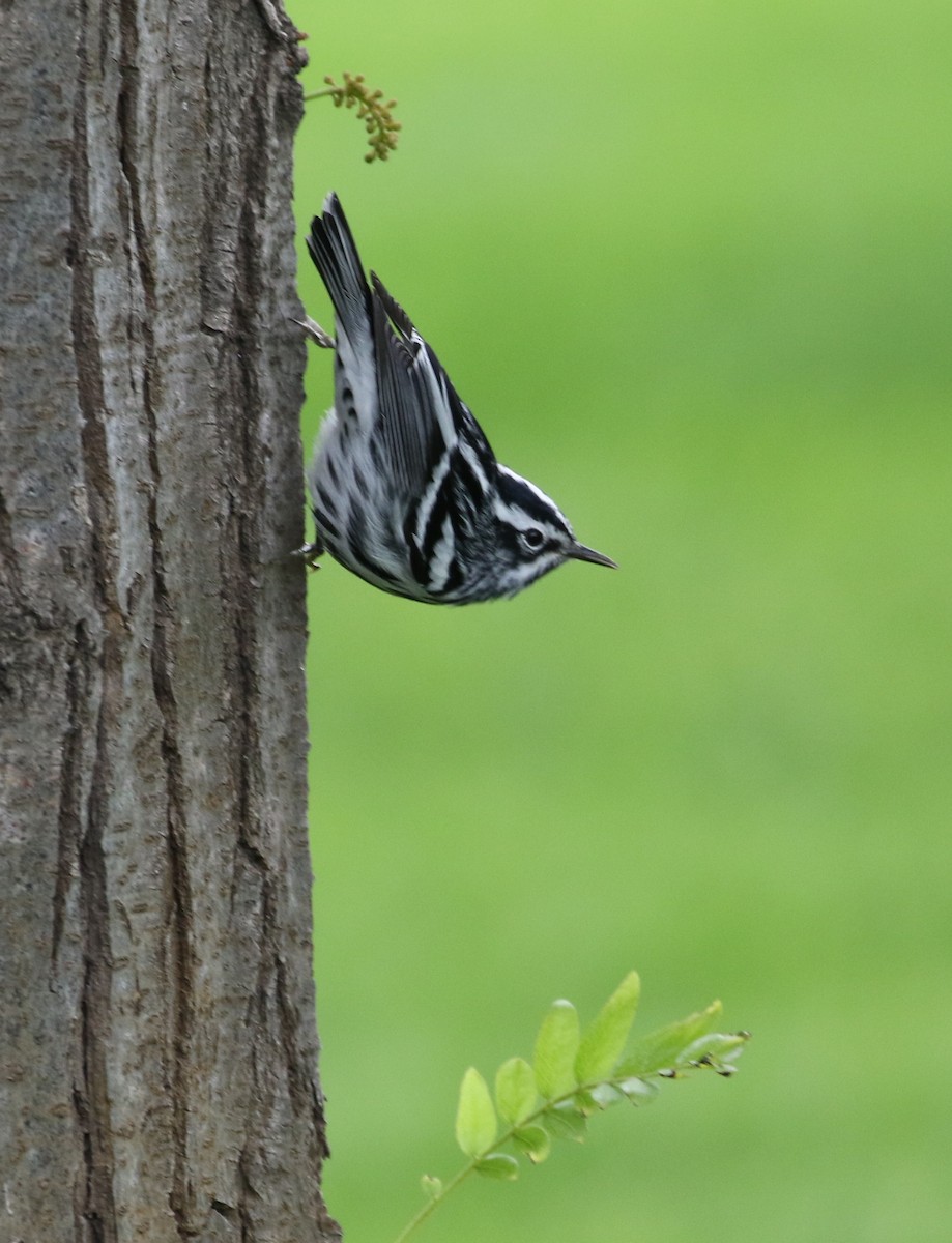 Black-and-white Warbler - ML618826863