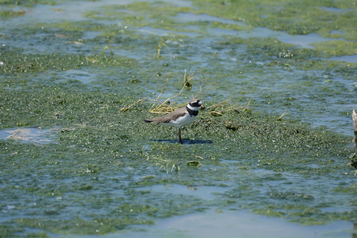 Common Ringed Plover - ML618826870