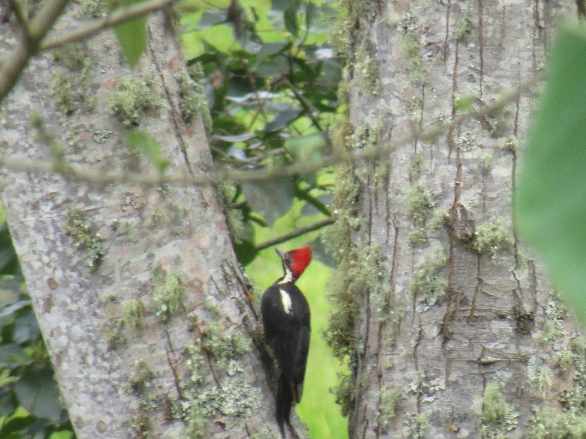 Crimson-mantled Woodpecker - ML618826871