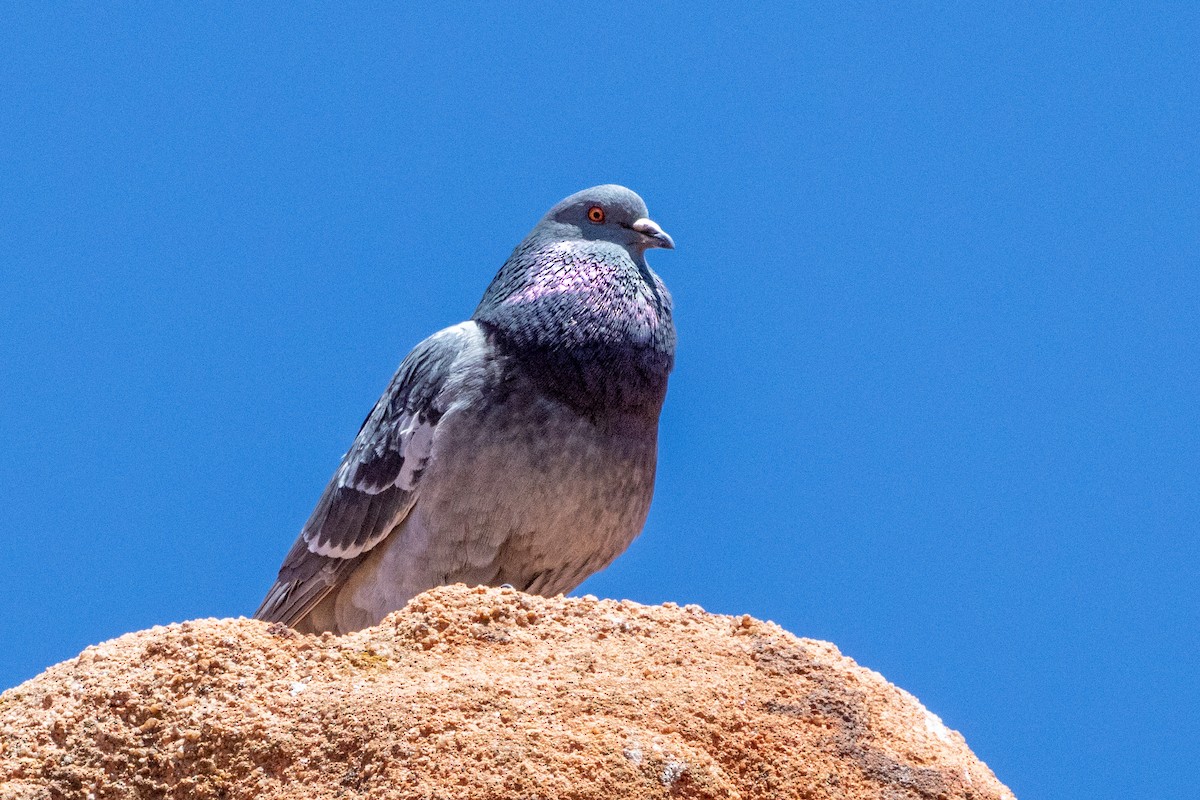 Rock Pigeon (Feral Pigeon) - Chris Scott
