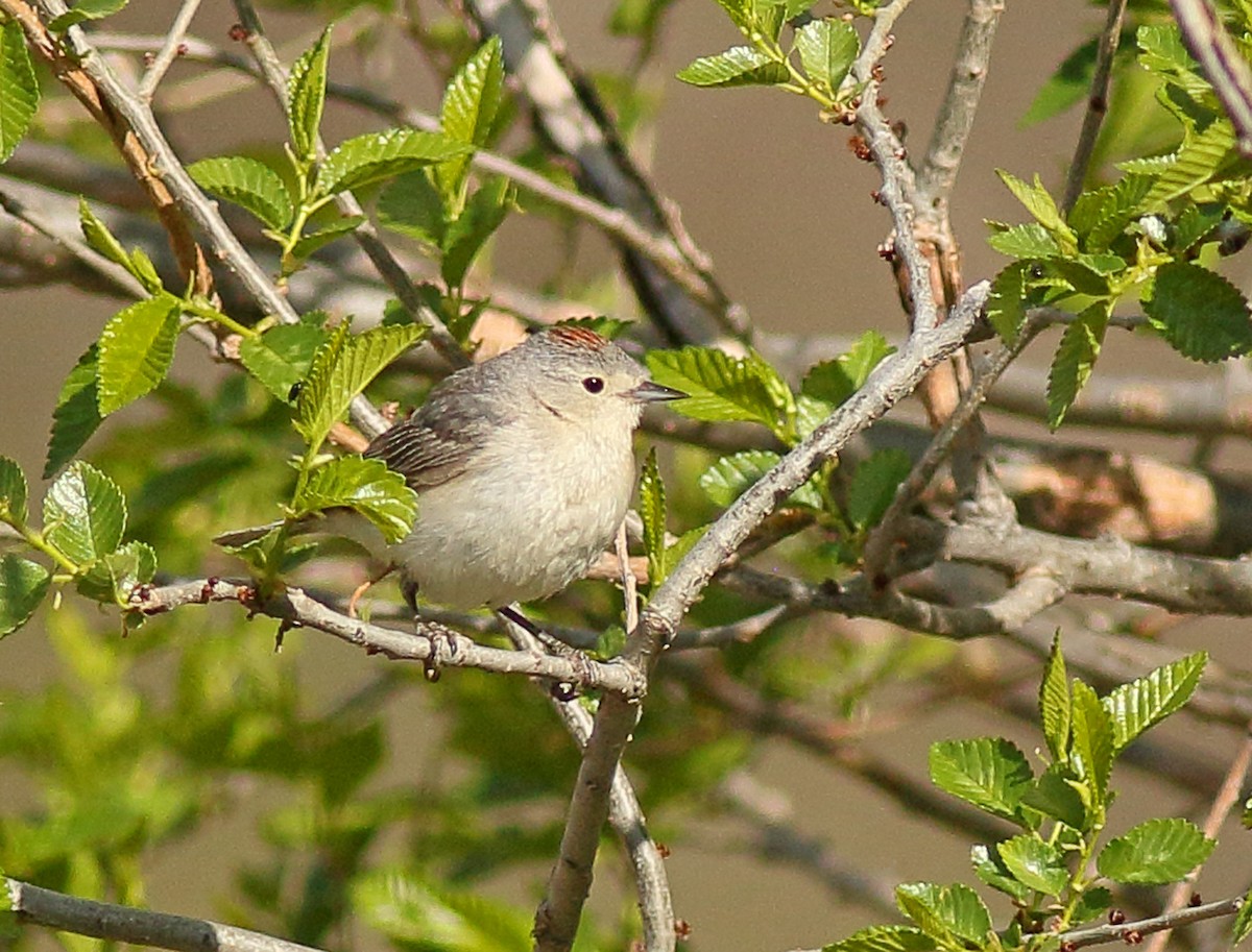 Lucy's Warbler - ML618826914
