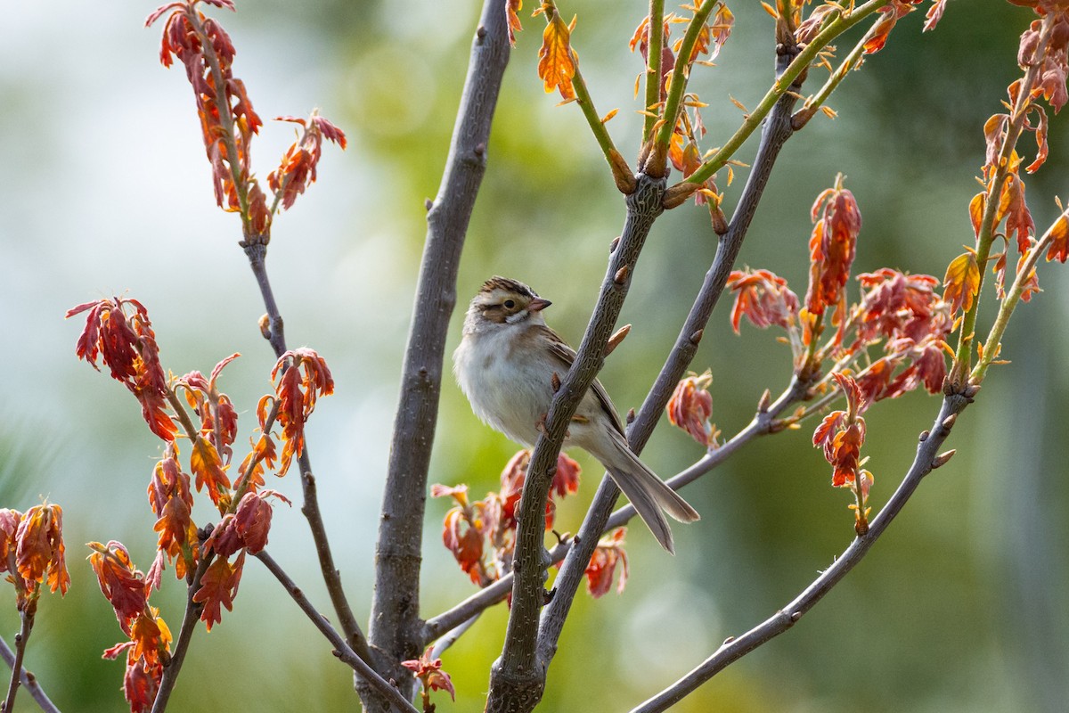 Clay-colored Sparrow - ML618826917