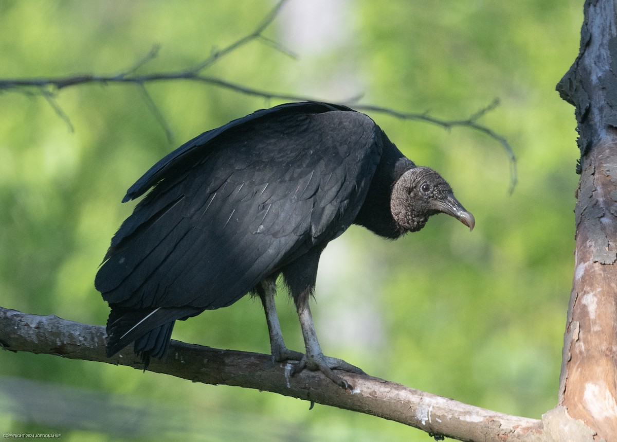 Black Vulture - Joe Donahue