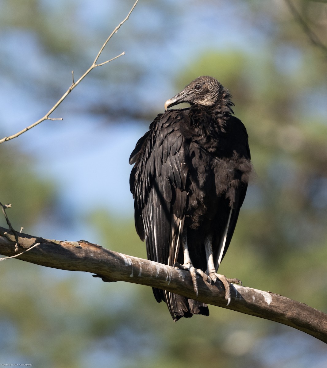 Black Vulture - ML618826936