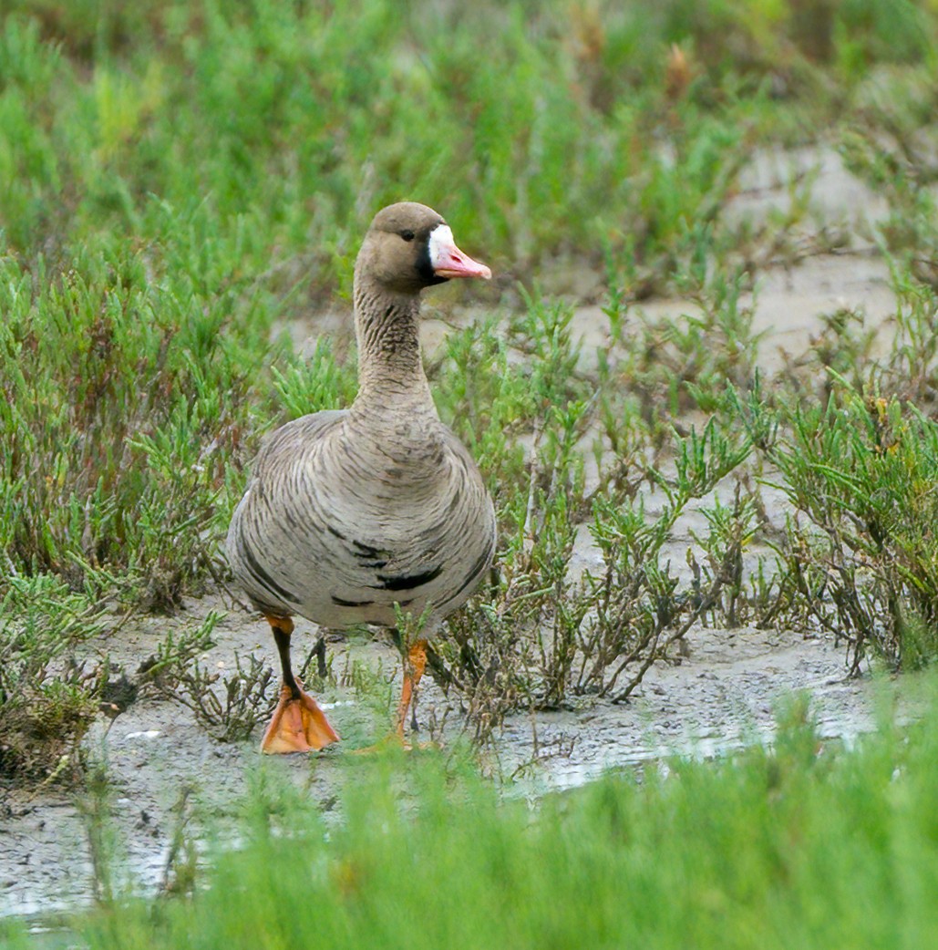 Greater White-fronted Goose - ML618826938
