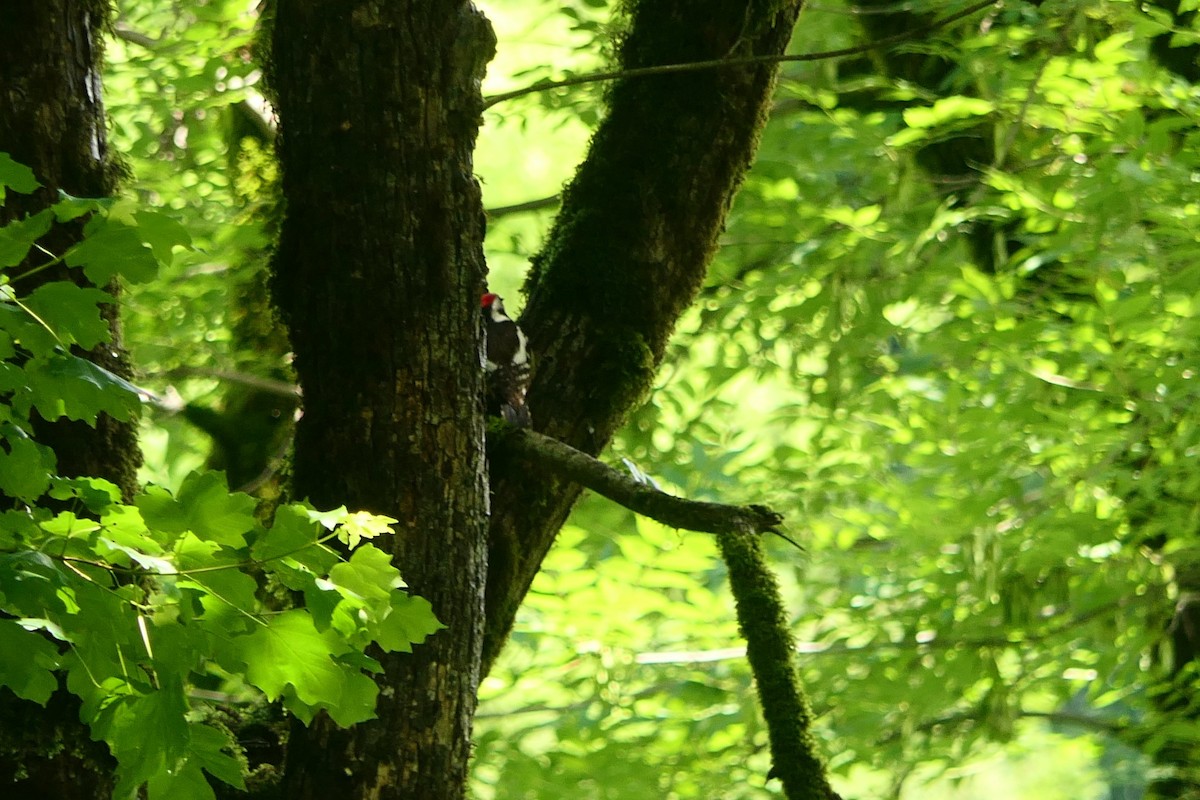 Middle Spotted Woodpecker - Hein Prinsen