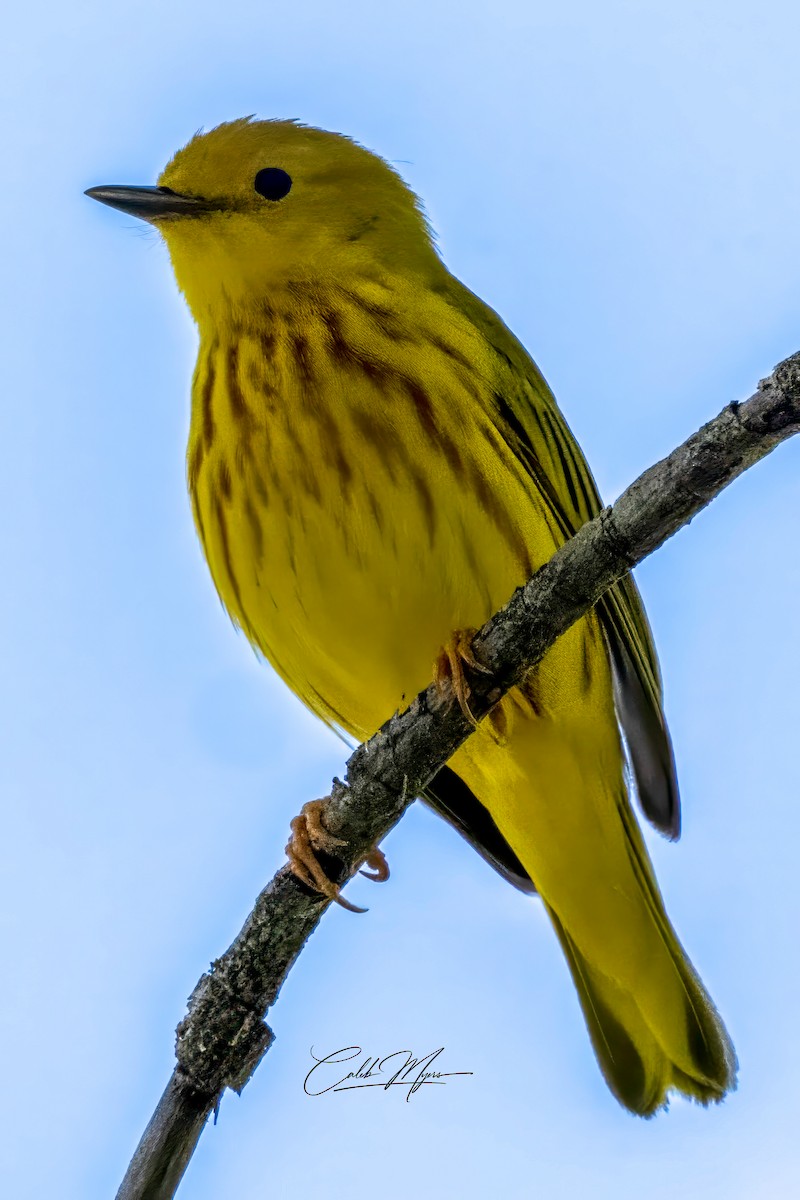 Yellow Warbler - ML618826988