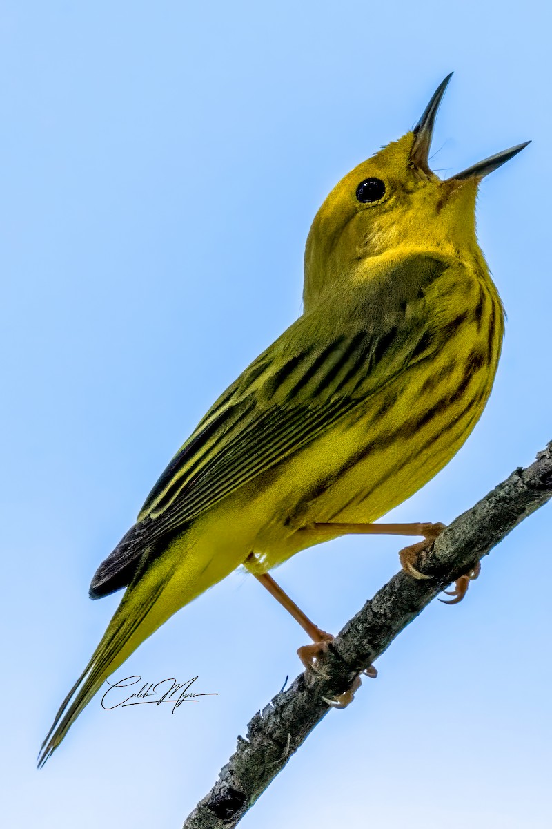 Yellow Warbler - Caleb Myers