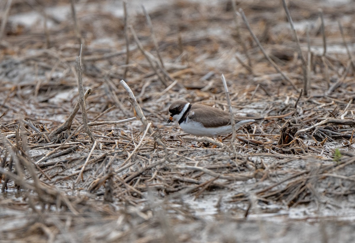 Semipalmated Plover - Marilyn White