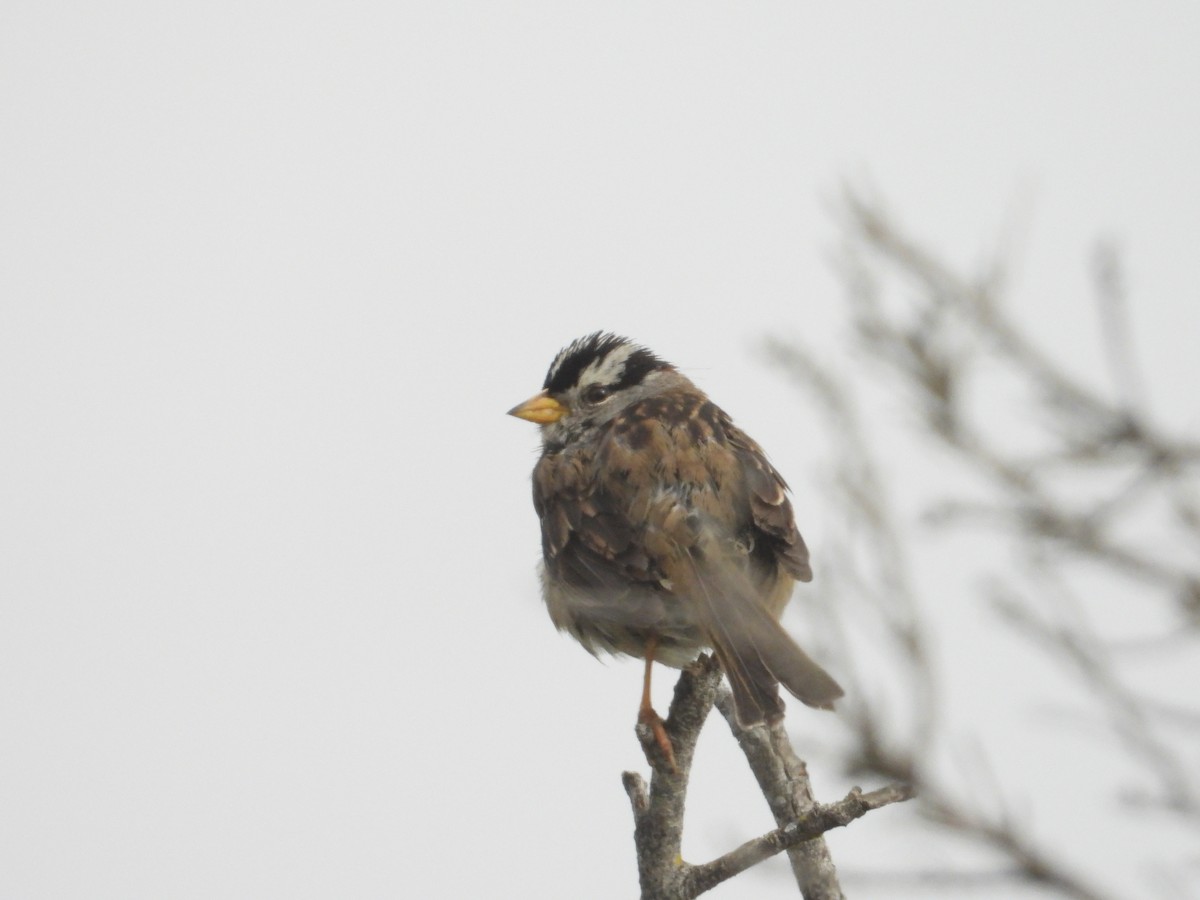 White-crowned Sparrow - ML618827023