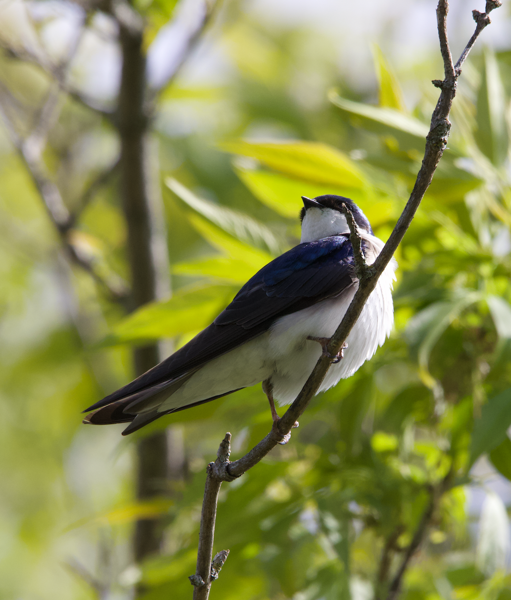 Tree Swallow - Learning Landon