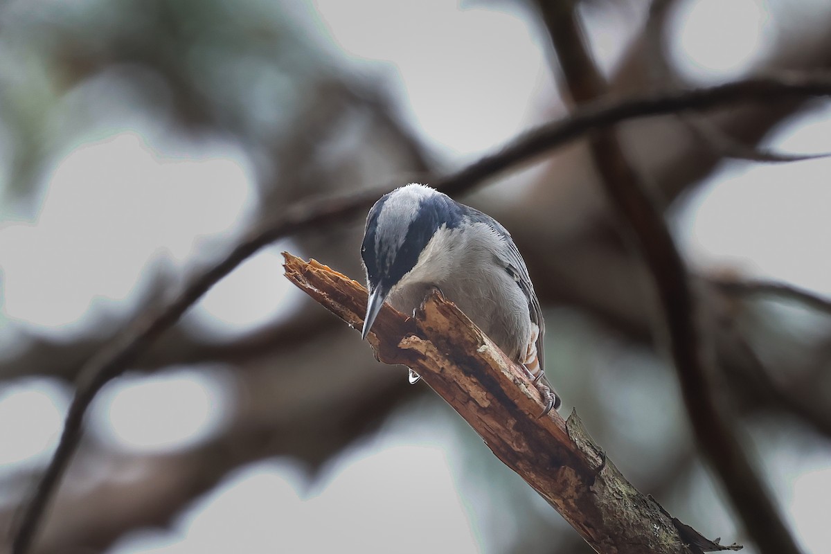 Giant Nuthatch - Mikael Käll