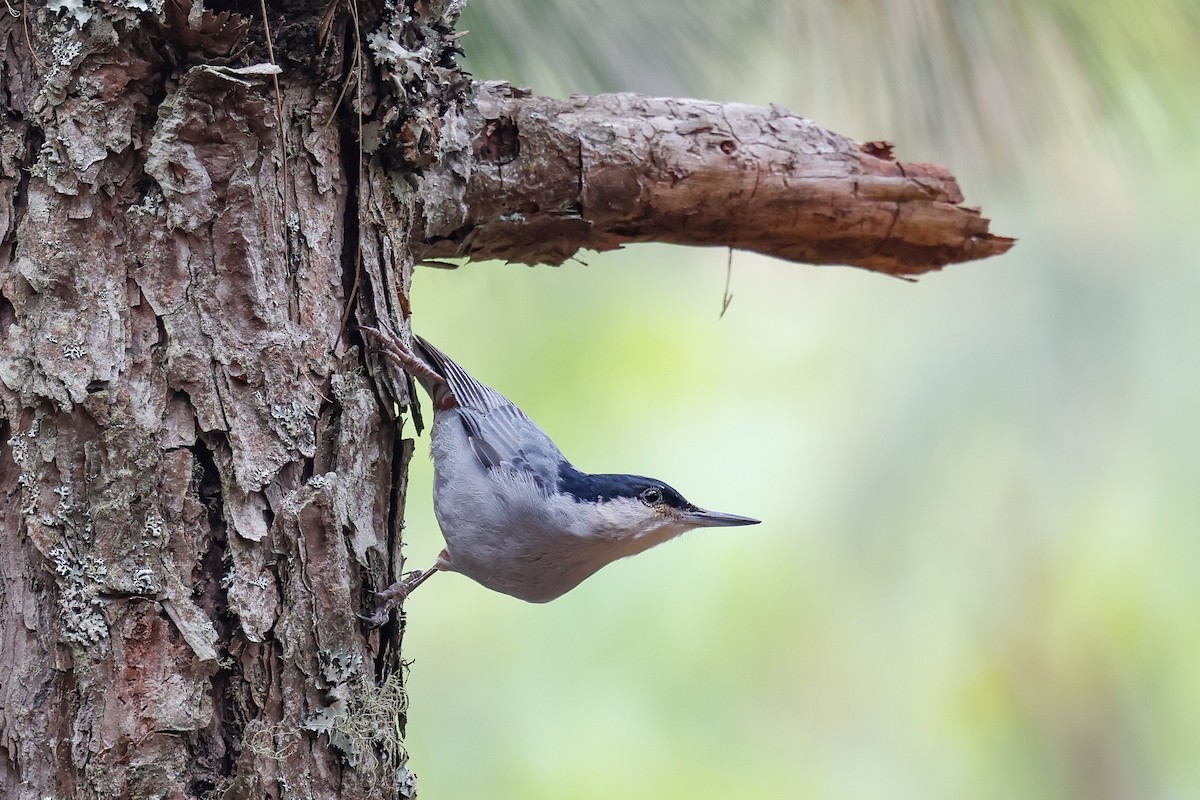 Giant Nuthatch - Mikael Käll