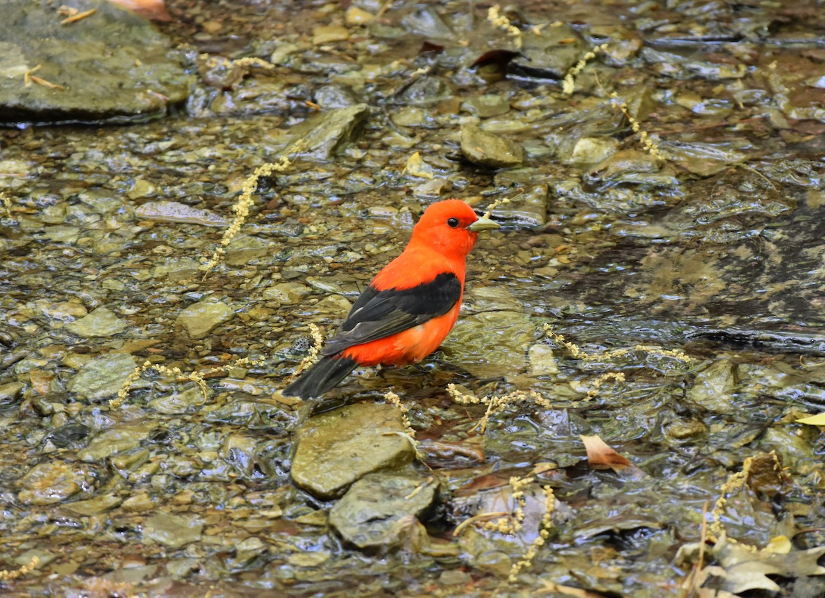 Scarlet Tanager - Thomas Connor