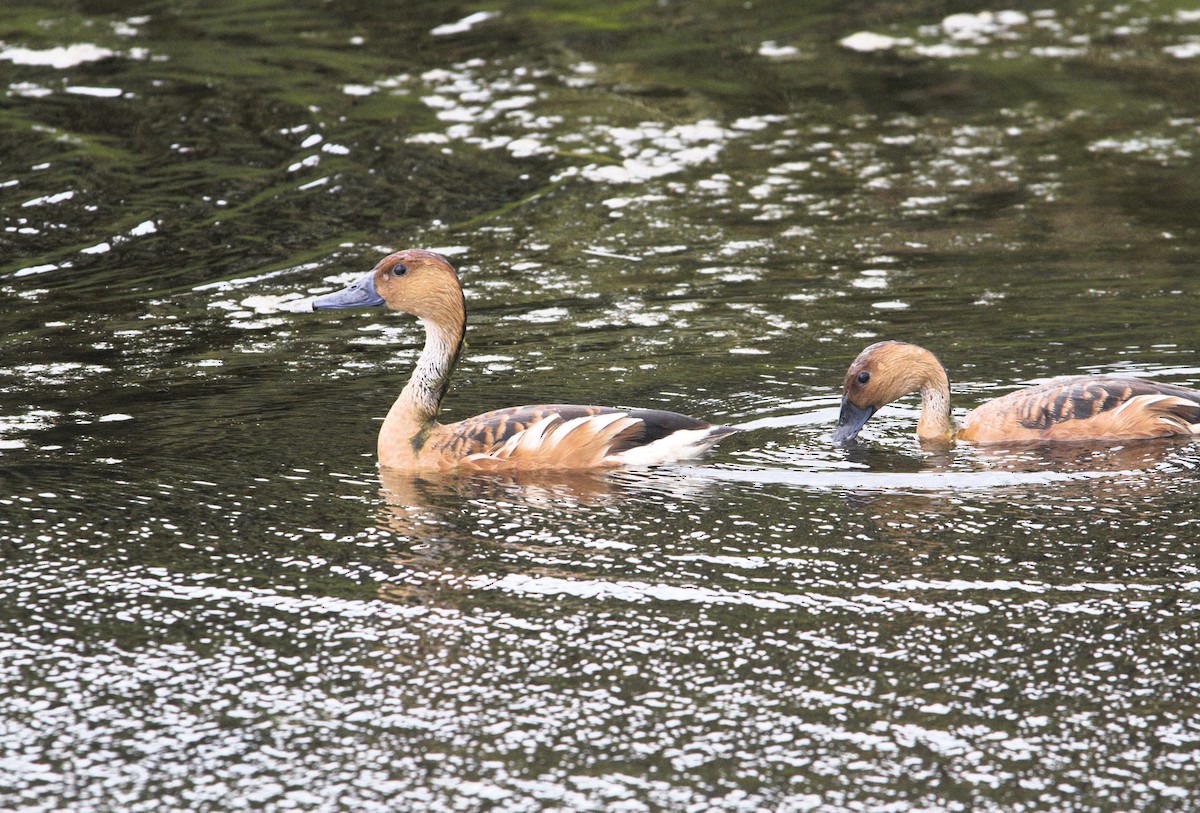 Fulvous Whistling-Duck - ML618827157
