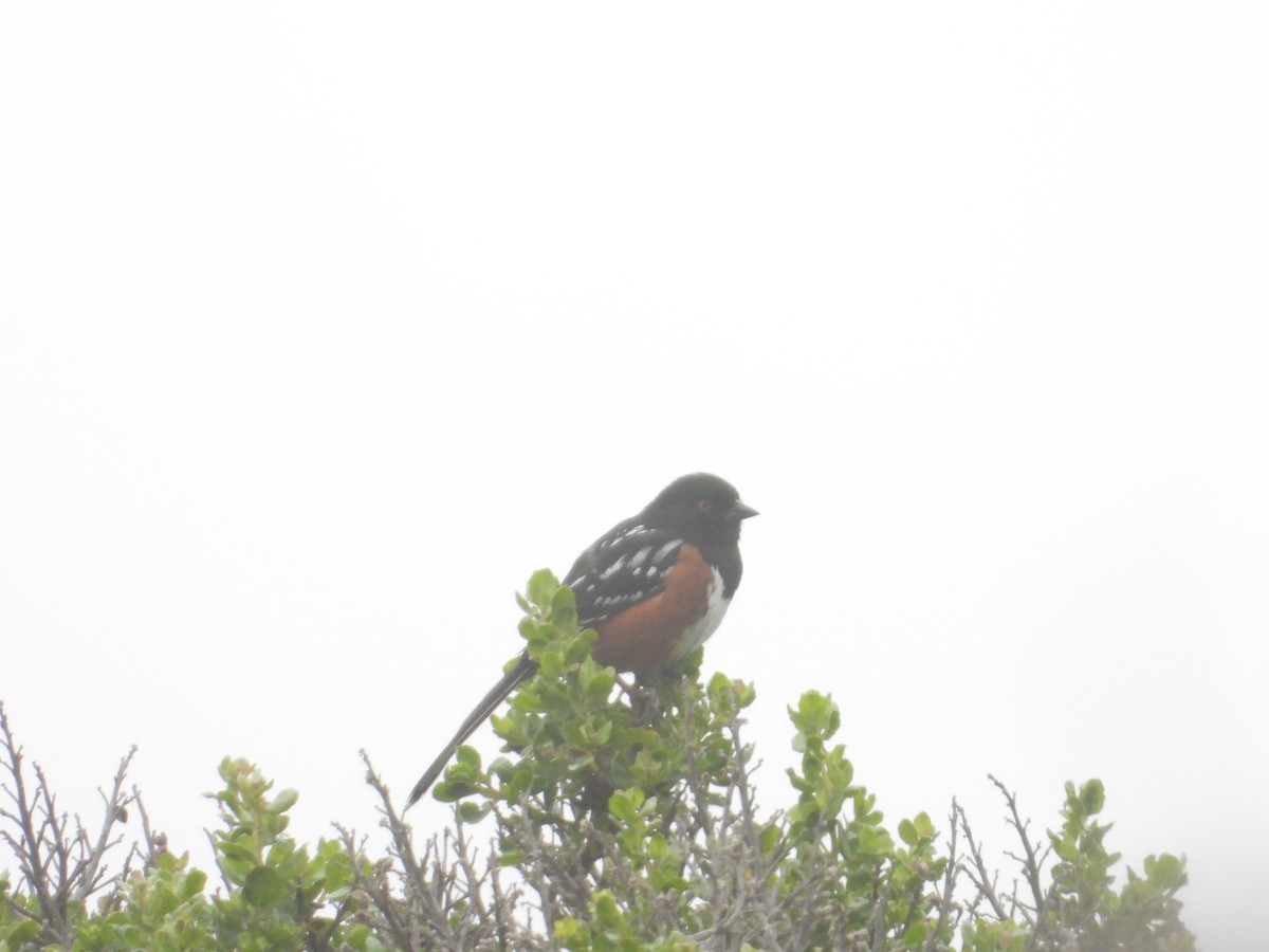 Spotted Towhee - Bill Holland