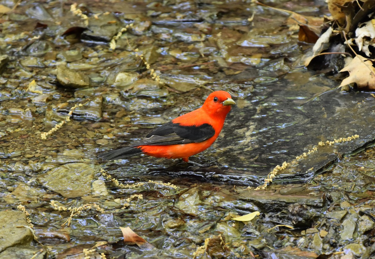 Scarlet Tanager - Thomas Connor