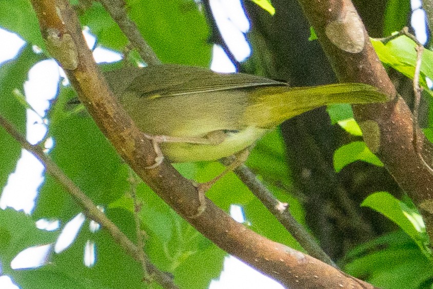 new world warbler sp. - Keith Lea
