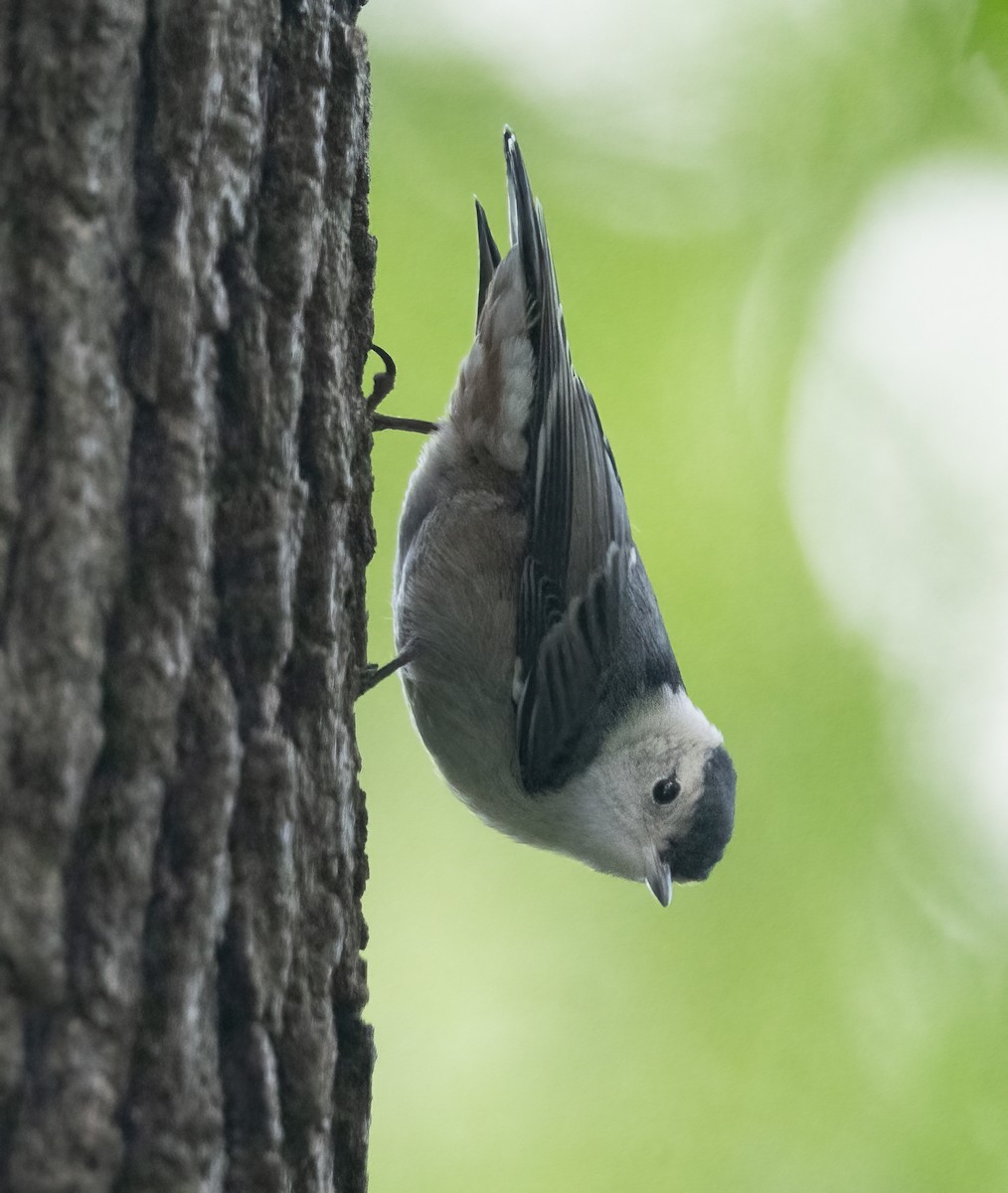 White-breasted Nuthatch - ML618827289