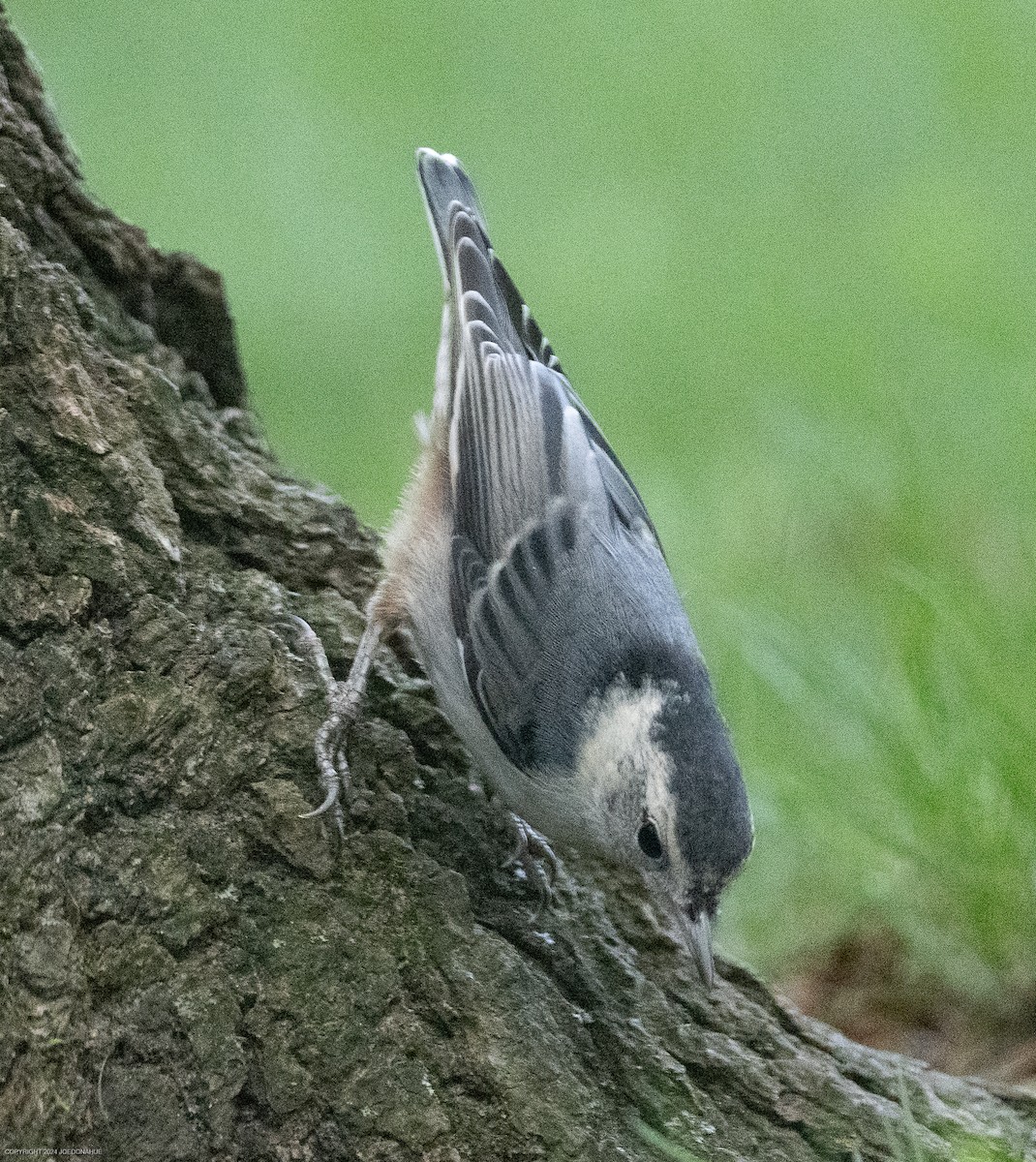 White-breasted Nuthatch - ML618827290