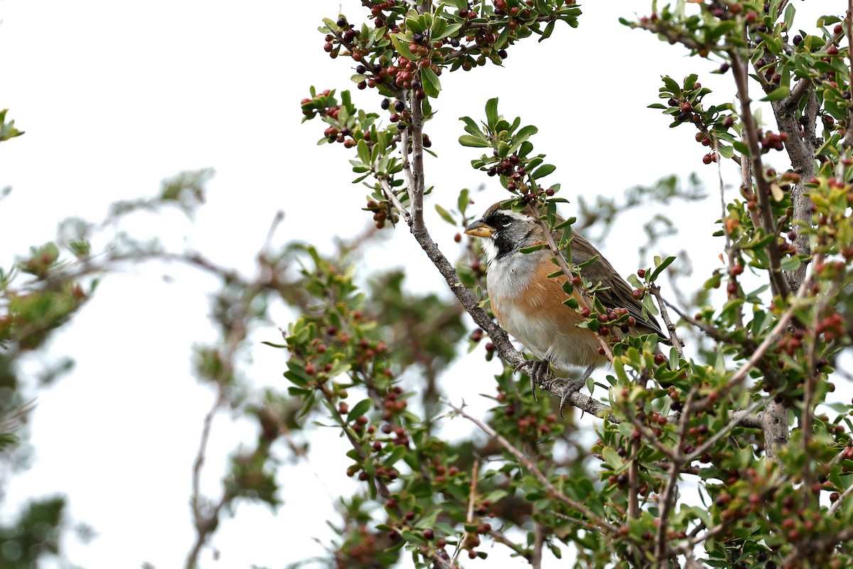 Many-colored Chaco Finch - ML618827292