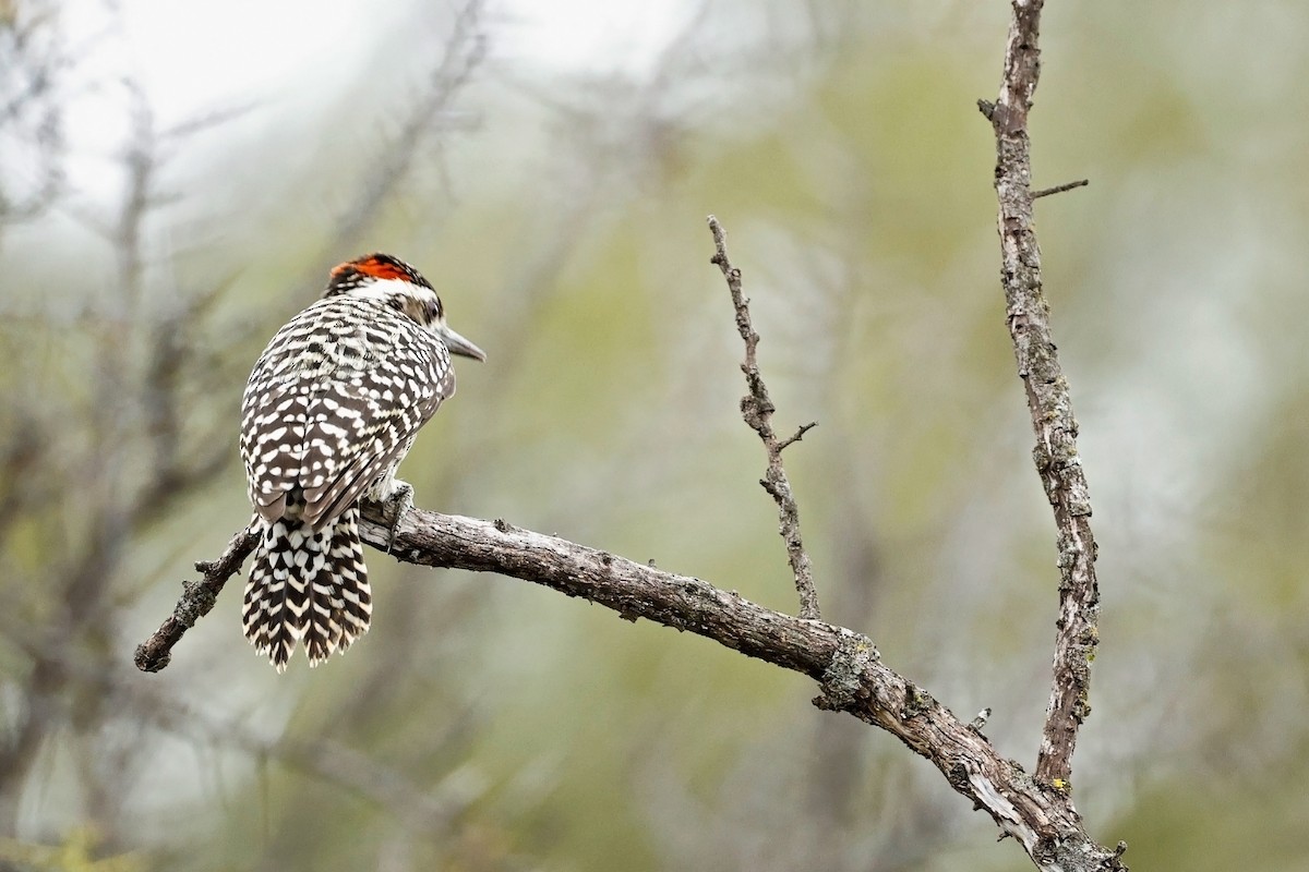 Checkered Woodpecker - ML618827333