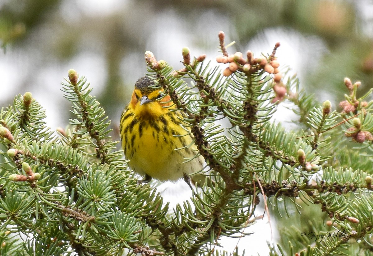 Cape May Warbler - ML618827359