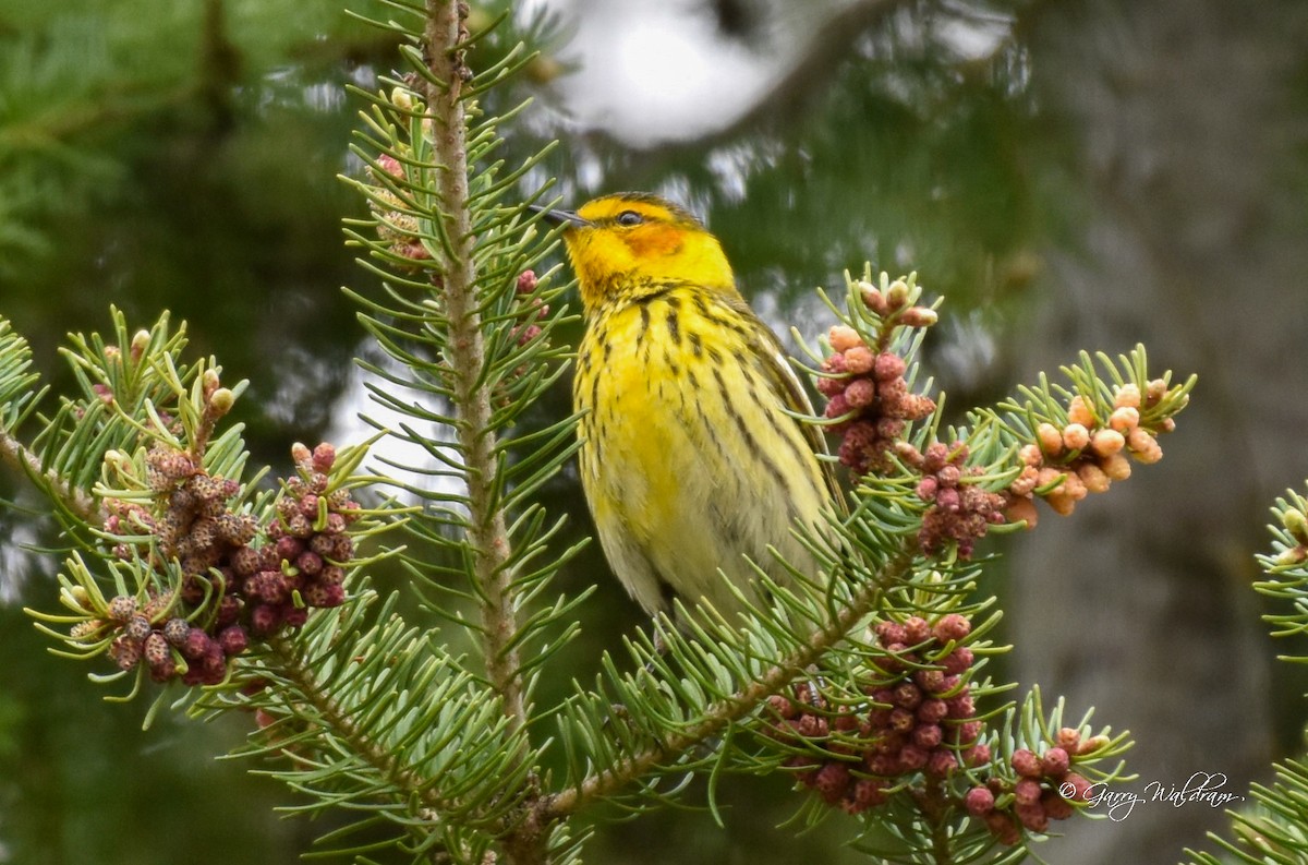 Cape May Warbler - ML618827361