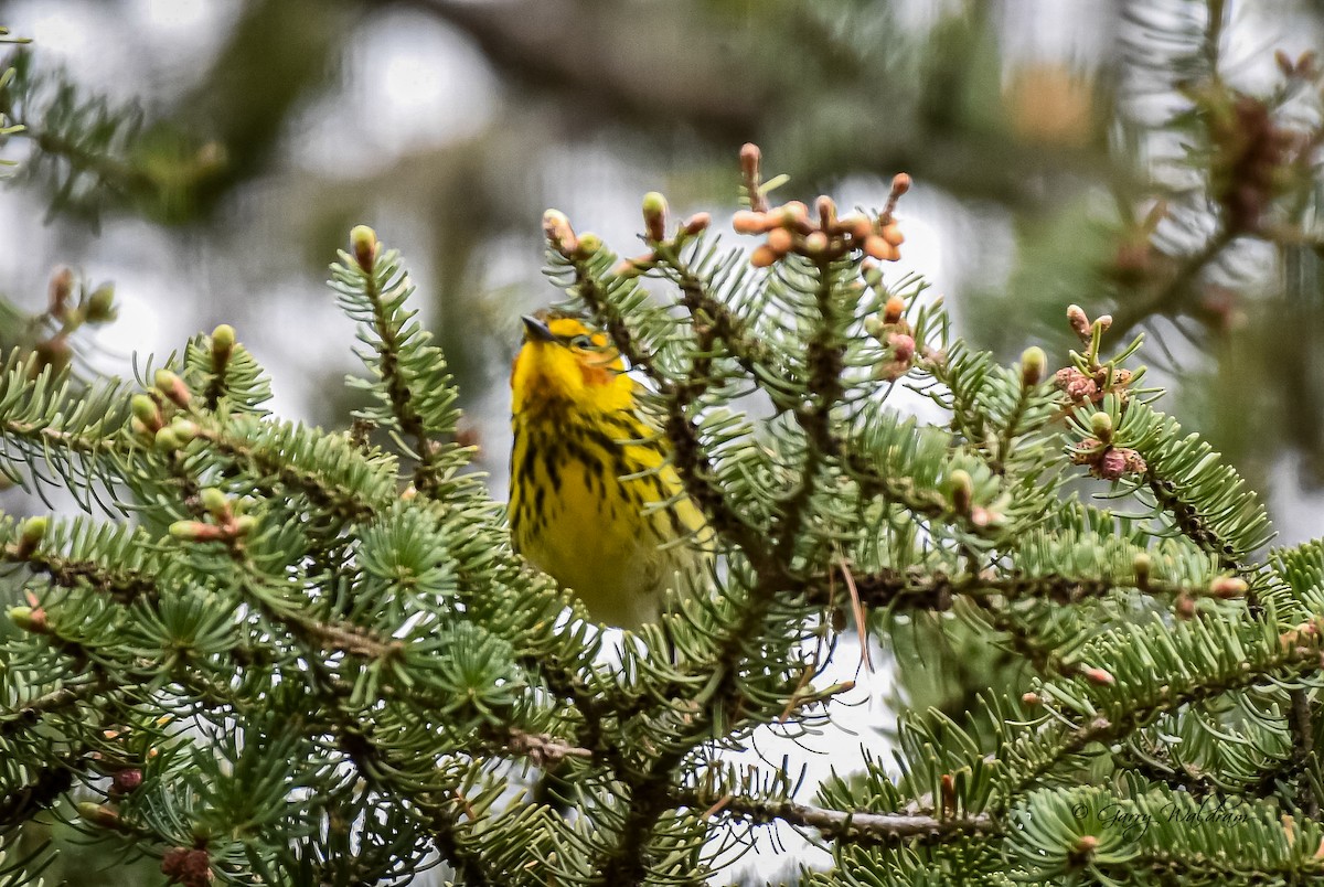 Cape May Warbler - ML618827362