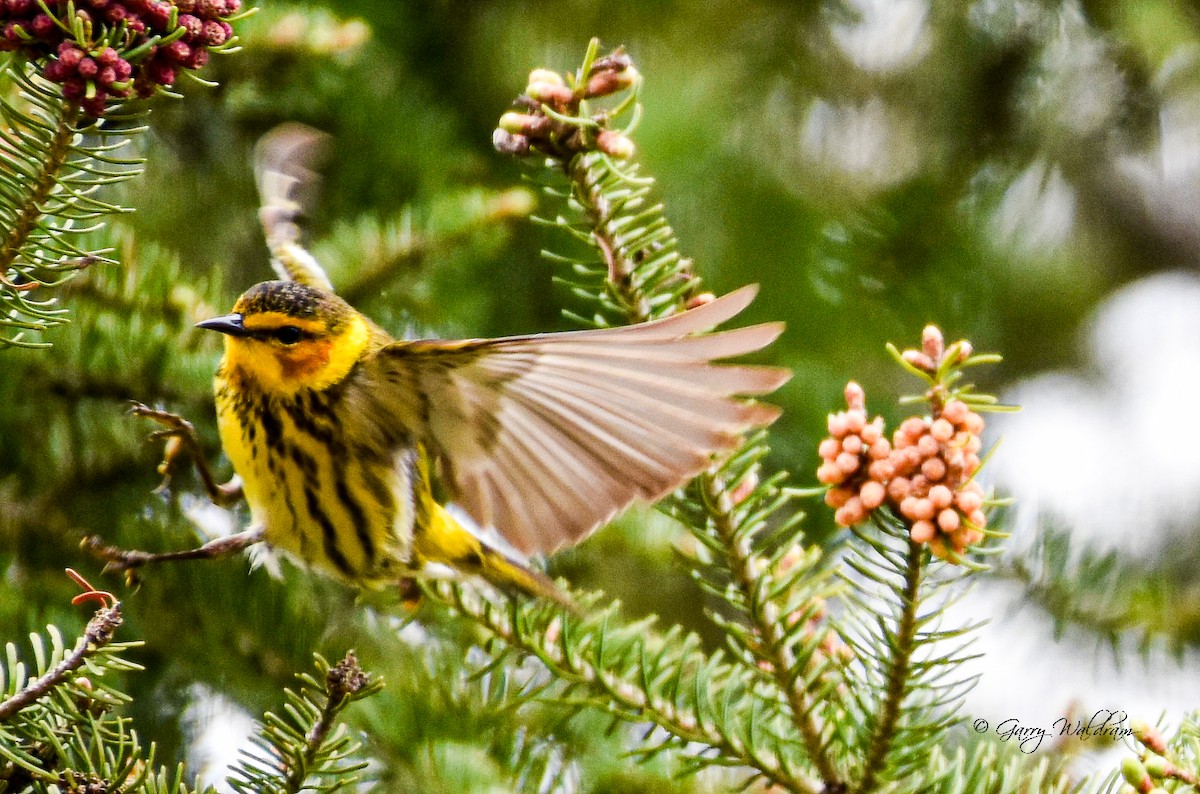 Cape May Warbler - ML618827363