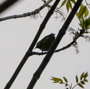 Black-throated Green Warbler - ML618827364