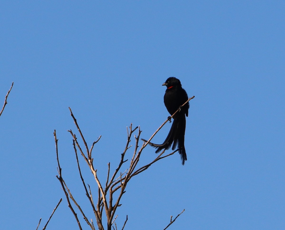 Red-collared Widowbird - ML618827388