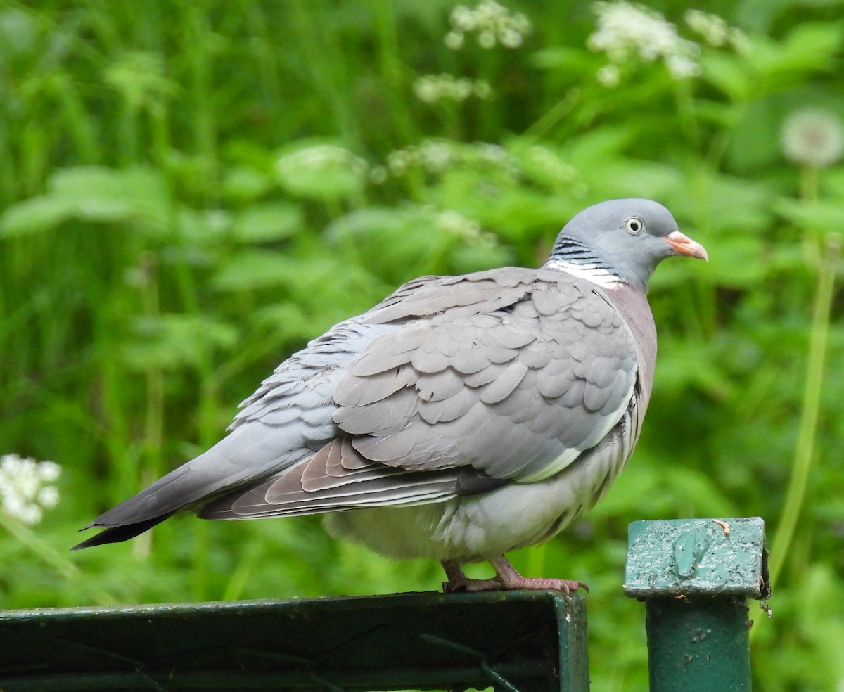 Common Wood-Pigeon - ML618827436