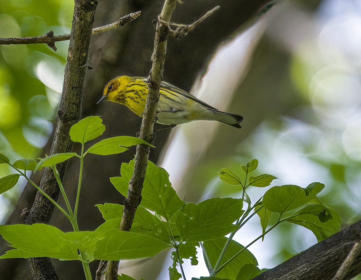 Cape May Warbler - ML618827444