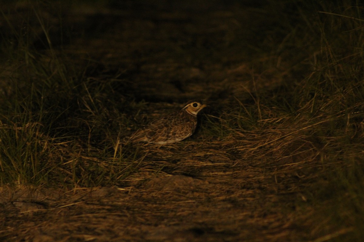 Three-banded Courser - ML618827465