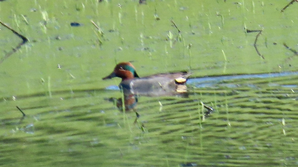 Green-winged Teal - ML618827475