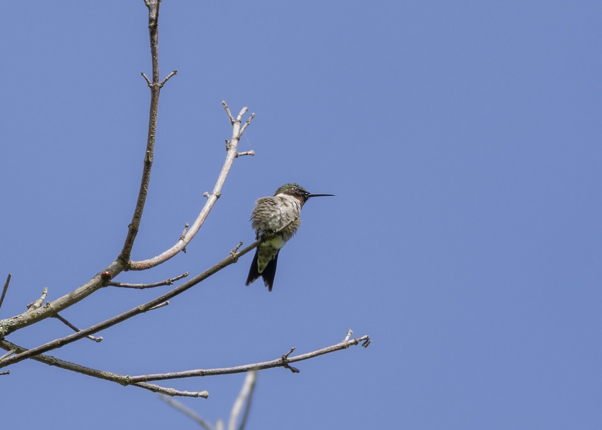 Ruby-throated Hummingbird - Liz Pettit