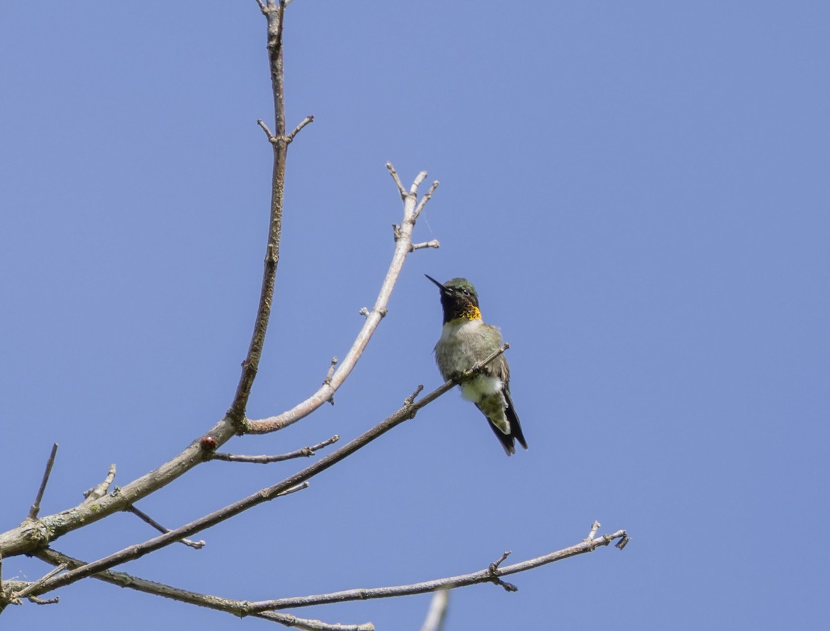 Ruby-throated Hummingbird - ML618827500