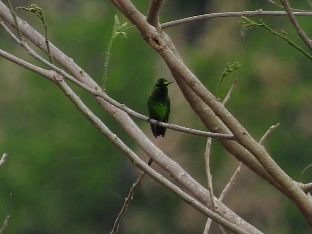 Green-tailed Emerald - ML618827544