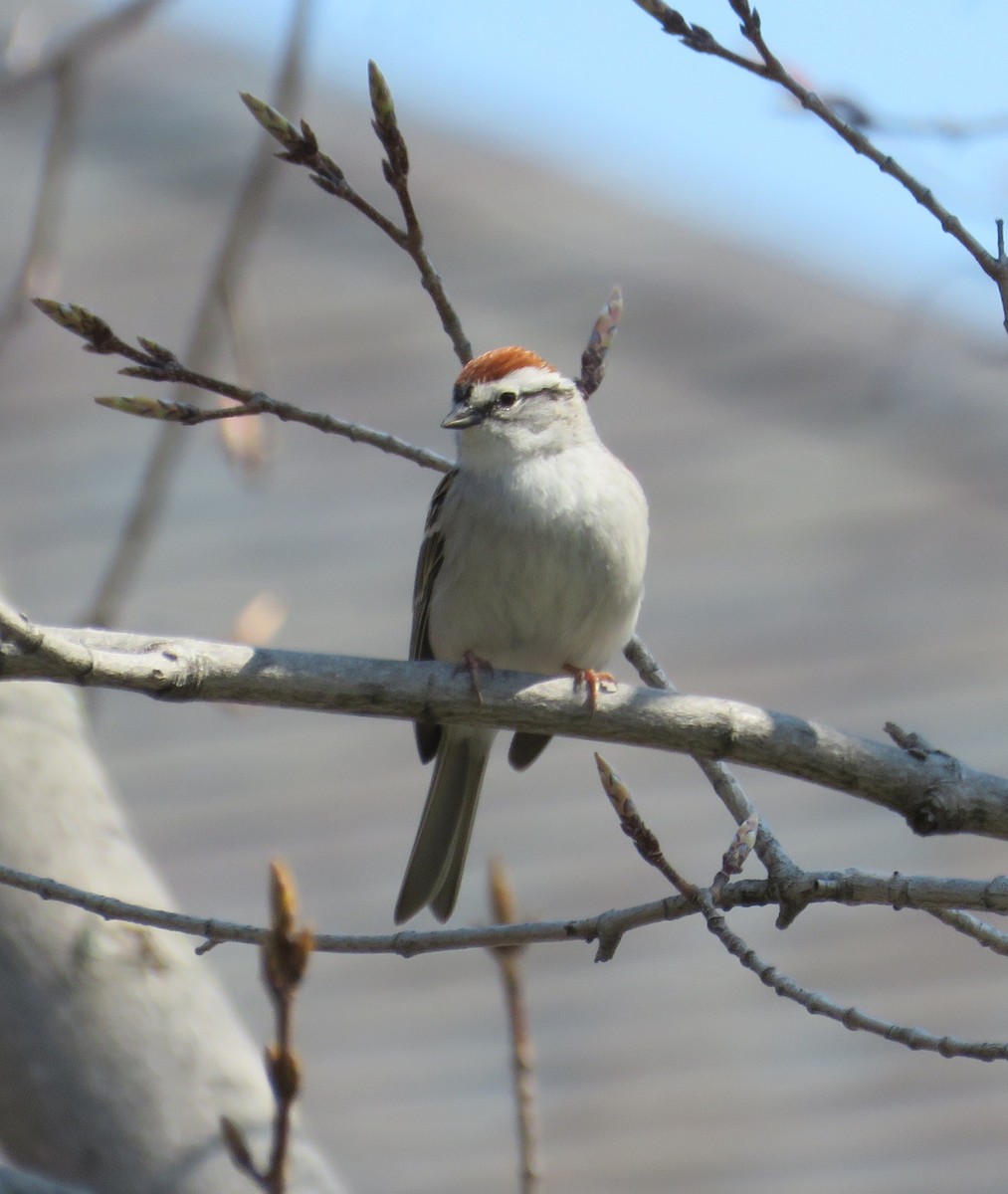 Chipping Sparrow - ML618827562